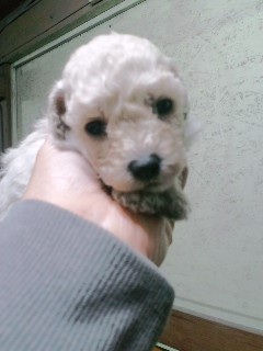 トイプードル　ブリーダー　子犬販売の専門店　AngelWan　ケイヒンミモト　JKC　血統