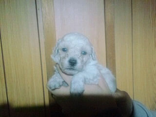 トイプードル　ブリーダー　子犬販売の専門店　AngelWan　藤沢　鎌倉　千葉　逗子　葉山