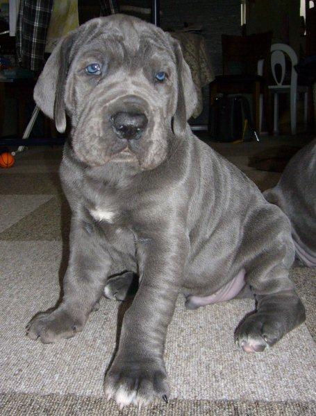 グレートデン 全国対応可能 ブリーダー グレートデン ブリーダー 子犬販売の専門店 AngelWan 鹿児島 宮崎 熊本 大分