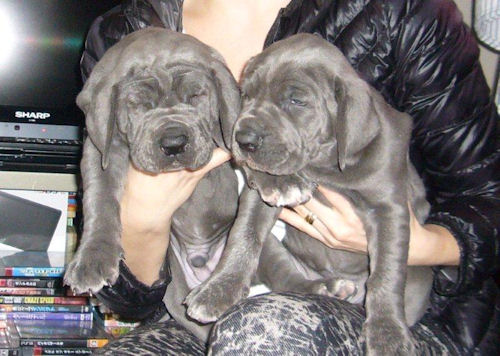 左 男の子 / 右 女の子 グレートデン ブリーダー 子犬販売の専門店 AngelWan 北海道 青森 秋田 山形