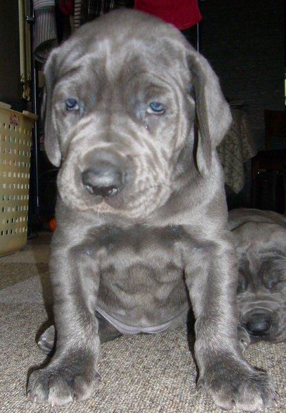 グレートデン 子犬情報 ブリーダー グレートデン ブリーダー 子犬販売の専門店 AngelWan 京都 岡山 広島 兵庫