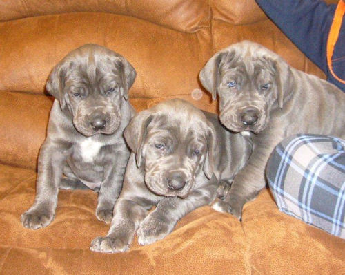 左 男の子 / 真ん中 女の子 / 右 男の子(大) グレートデン ブリーダー 子犬販売の専門店 AngelWan 岩手 福島 宮城 長野 茨城