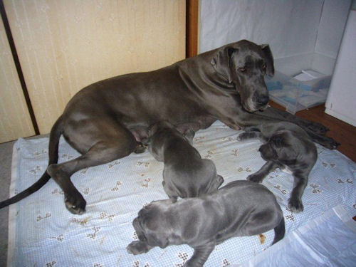 母犬 グレートデーン 子犬 グレートデン ブリーダー 子犬販売の専門店 AngelWan レアカラー アメリカタイプ