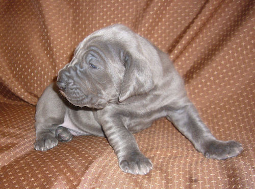 グレートデン ブリーダー 子犬直販 グレートデン ブリーダー 子犬販売の専門店 AngelWan 青森 秋田 長野 京都