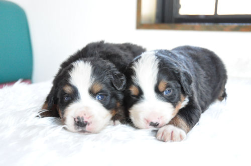 バーニーズマウンテンドッグ　ブリーダー　子犬販売の専門店　AngelWan　ペットショップ