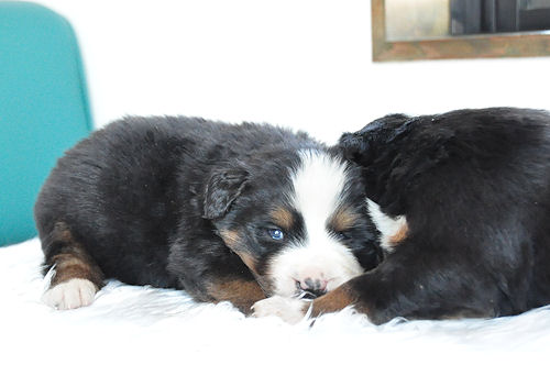 バーニーズマウンテンドッグ　ブリーダー　子犬販売の専門店　AngelWan　兵庫　福岡