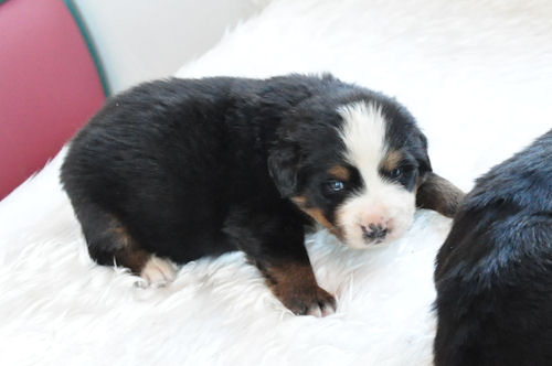 バーニーズマウンテンドッグ　ブリーダー 子犬販売の専門店 AngelWan　東京　千葉　埼玉