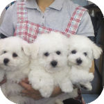 ビションフリーゼ　ブリーダー　子犬販売の専門店　AngelWan　横浜