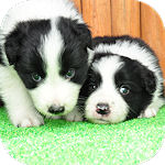 ボーダーコリーの子犬 ブラック&ホワイト オス ボーダーコリー ブリーダー 子犬販売の専門店 AngelWan 横浜
