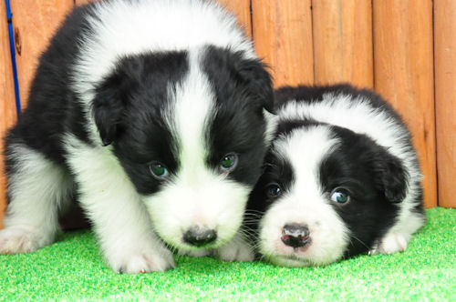 ボーダーコリー ペットショップ 横浜 ボーダーコリー ブリーダー 子犬販売の専門店 AngelWan 神奈川 福岡 兵庫 愛知