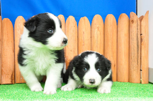 ボーダーコリー 牧羊犬 アジリティ ボーダーコリー ブリーダー 子犬販売の専門店 AngelWan 千葉 東京 埼玉 静岡