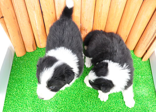 ボーダーコリー 子犬 写真 ボーダーコリー ブリーダー 子犬販売の専門店 AngelWan 全国対応 空輸 陸送