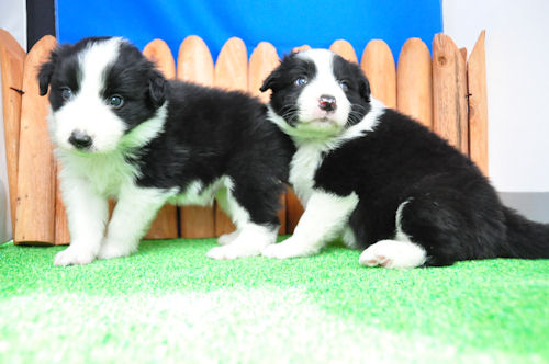 ボーダーコリー PUPPY 家族 ボーダーコリー ブリーダー 子犬販売の専門店 AngelWan 川崎 相模原 藤沢 町田