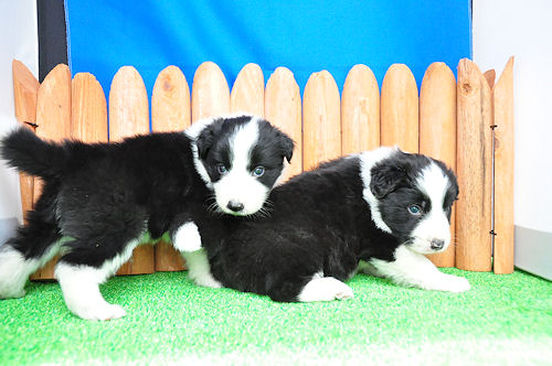 ボーダーコリー ドッグラン トレーニング ボーダーコリー ブリーダー 子犬販売の専門店 AngelWan 小田原 鎌倉 逗子 葉山