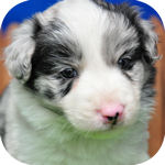 ボーダーコリー　ブリーダー　子犬販売の専門店　AngelWan　横浜