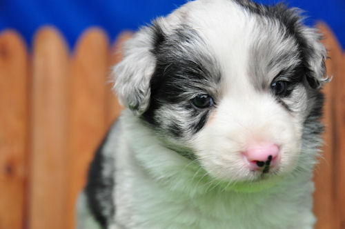 ボーダーコリー　ブリーダー　子犬販売の専門店　AngelWan　ドッグスポーツ　アジリティ