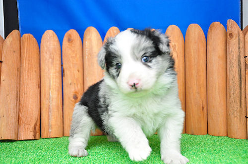 ボーダーコリー　ブリーダー　子犬販売の専門店　AngelWan　戸塚区　泉区　瀬谷区　
