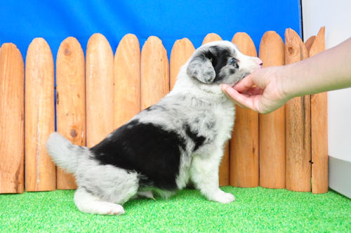 ボーダーコリー　ブリーダー　子犬販売の専門店　AngelWan　港北区　都筑区　青葉区