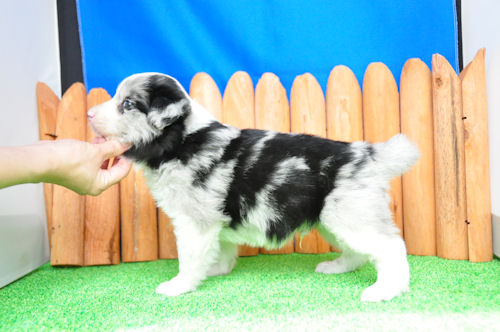 ボーダーコリー　ブリーダー　子犬販売の専門店　AngelWan　ブルーマール　オス