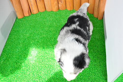 ボーダーコリー　ブリーダー　子犬販売の専門店　AngelWan　鶴見区　栄区　金沢区