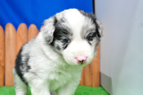 ボーダーコリー　ブリーダー　子犬販売の専門店　AngelWan　世田谷　品川　府中　調布