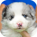 ボーダーコリーの子犬 ブルーマール メス ボーダーコリー ブリーダー 子犬販売の専門店 AngelWan 横浜