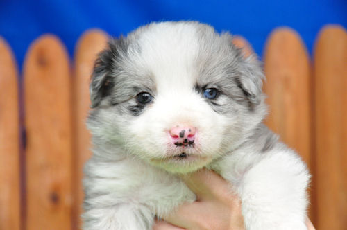 ボーダーコリー お散歩 運動 ボーダーコリー ブリーダー 子犬販売の専門店 AngelWan ペットショップ 神奈川