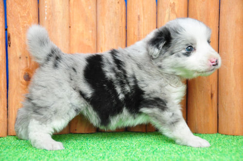 ボーダーコリー 訓練競技会 スポーツ ボーダーコリー ブリーダー 子犬販売の専門店 AngelWan 宮城 長野 山梨 京都