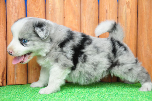 ボーダーコリー ジャンプ イギリス ボーダーコリー ブリーダー 子犬販売の専門店 AngelWan トレーニング フリスビー