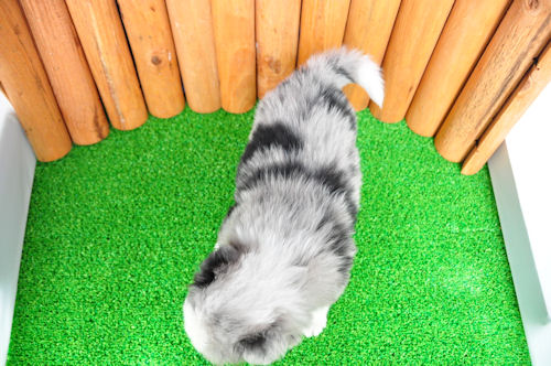 ボーダーコリー 瞬発力 知的 ボーダーコリー ブリーダー 子犬販売の専門店 AngelWan 辻堂 茅ヶ崎 平塚 横須賀