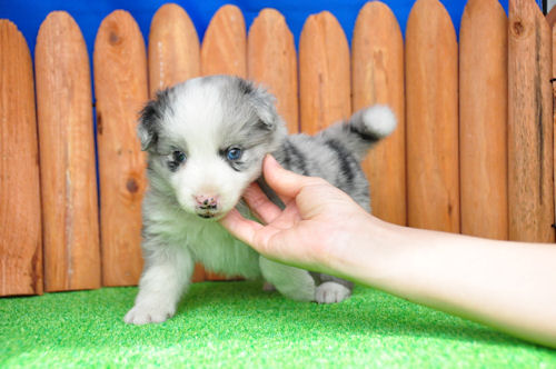 ボーダーコリー フリスビー 学習能力 ボーダーコリー ブリーダー 子犬販売の専門店 AngelWan 牧羊犬 運動能力抜群