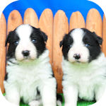 ボーダーコリーの子犬 ブラック&ホワイト オス ボーダーコリー ブリーダー 子犬販売の専門店 AngelWan 横浜