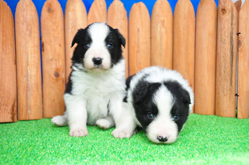 ボーダーコリー ブリーダー直販 仔犬 ボーダーコリー ブリーダー 子犬販売の専門店 AngelWan 秋田 青森 福島 長野