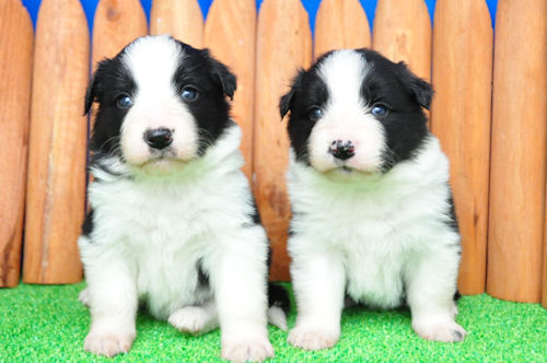 ボーダーコリー 子犬情報 ブリーダー ボーダーコリー ブリーダー 子犬販売の専門店 AngelWan 動画 YouTube 画像