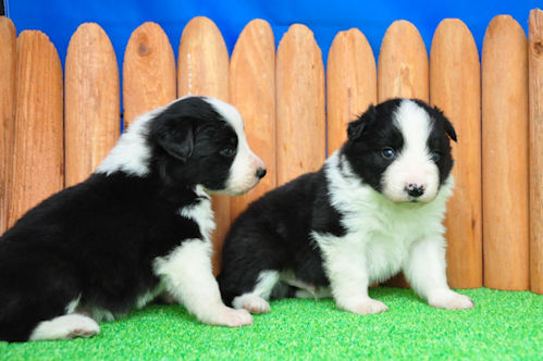 ボーダーコリー 黒白 雄 ボーダーコリー ブリーダー 子犬販売の専門店 AngelWan ブレーズ カラー 中型犬