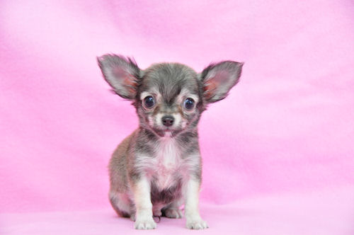 ロングコートチワワ ブリーダー 仔犬直販 チワワ ブリーダー 子犬販売の専門店 AngelWan 戸塚区 泉区 瀬谷区 旭区