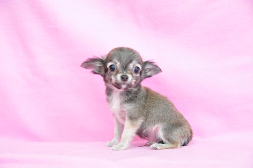 チワワ ブリーダー 東京 チワワ ブリーダー 子犬販売の専門店 AngelWan 愛知 兵庫 岡山 鎌倉 藤沢