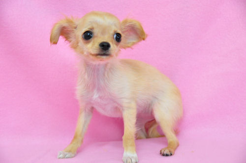 チワワ ペットショップ 横浜 チワワ ブリーダー 子犬販売の専門店 AngelWan 青葉区 都筑区 港北区 緑区