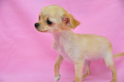 チワワ パピー ブリーダー チワワ ブリーダー 子犬販売の専門店 AngelWan 北海道 青森 秋田 岩手 宮城