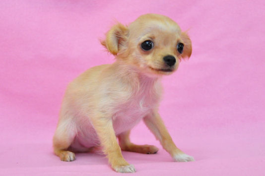 ブリーダー チワワ 小ぶり チワワ ブリーダー 子犬販売の専門店 AngelWan 福島 富山 長野 静岡 山梨