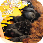 フラットコーテッドレトリバーの子犬 ブラック オス/メス フラットコーテッドレトリバー ブリーダー 子犬販売の専門店 AngelWan 横浜