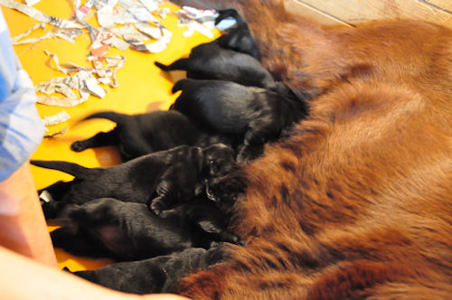 フラットコーテッドレトリバー ブリーダー 子犬画像 フラットコーテッドレトリバー ブリーダー 子犬販売の専門店 AngelWan 神奈川 東京