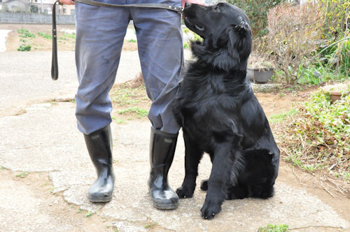 フラットコーテッドレトリバー 子犬直販 ブリーダー フラットコーテッドレトリバー ブリーダー 子犬販売の専門店 AngelWan 千葉 兵庫