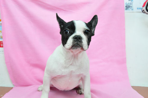 フレンチブルドッグ 子犬情報 パイド フレンチブルドッグ ブリーダー 子犬販売の専門店 AngelWan 東京 神奈川 千葉