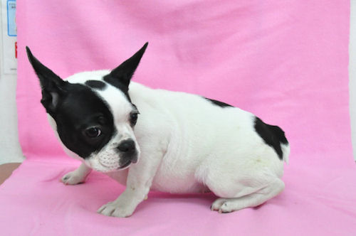 フレンチブルドッグ 子犬 画像 フレンチブルドッグ ブリーダー 子犬販売の専門店 AngelWan 福岡 兵庫 愛知 鳥取