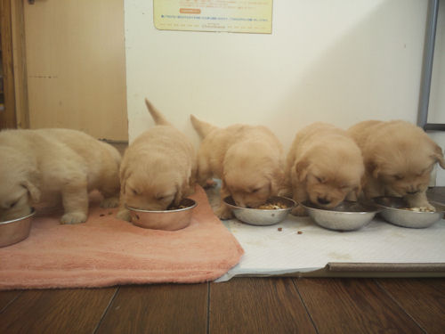 ゴールデンレトリバー　ブリーダー　子犬販売の専門店　AngelWan　画像　写真　兄妹