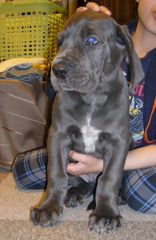 グレートデン　ブリーダー　子犬販売の専門店　AngelWan　山口　広島　岡山　鳥取　島根