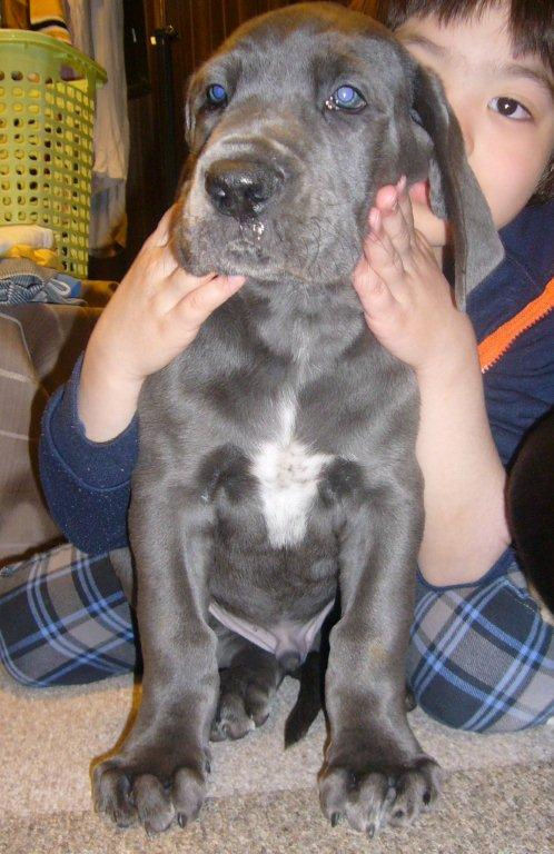 グレートデン　ブリーダー　子犬販売の専門店　AngelWan　北海道　青森　秋田　岩手　