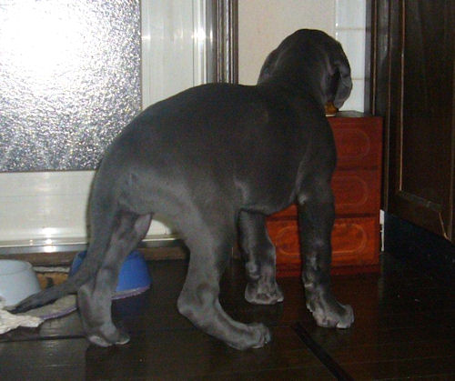 グレートデン　ブリーダー　子犬販売の専門店　AngelWan　福島　宮城　長野　愛知　静岡