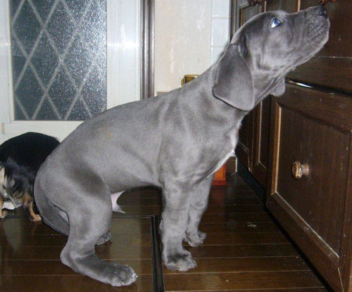 グレートデン　ブリーダー　子犬販売の専門店　AngelWan　藤沢　鎌倉　逗子　葉山　